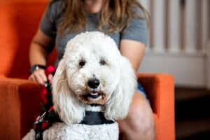 White emotional support dog named Sully in Center for Student Success